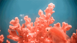 1544236918323138.gif 微信圖片_20181207144043.gif